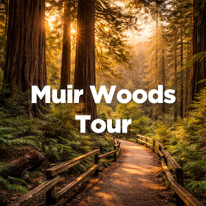Muir Woods Tour